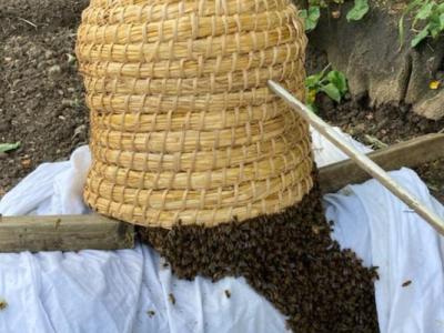 bee swarm by a skep